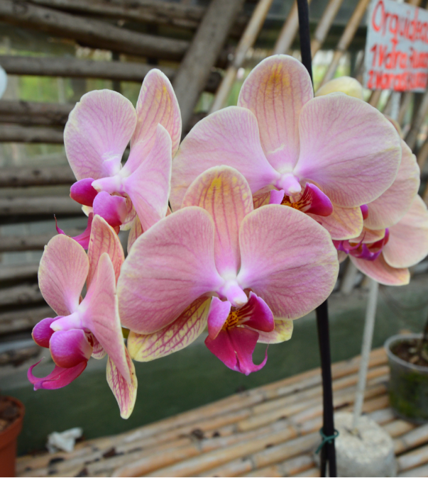 Orquideas_641