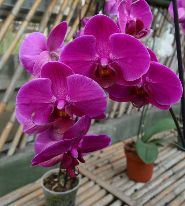 Orquideas_642