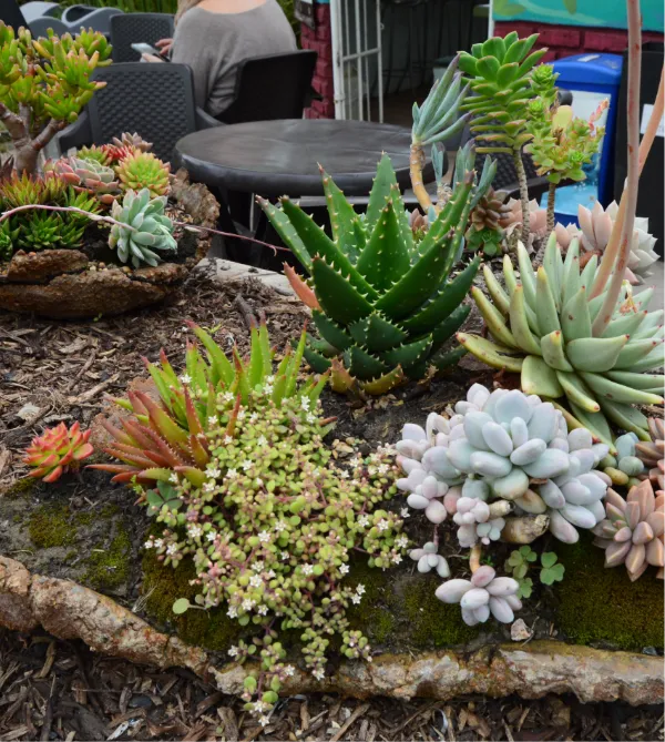Suculentas_647