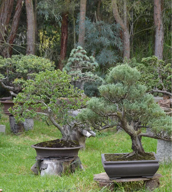 bonsai_637
